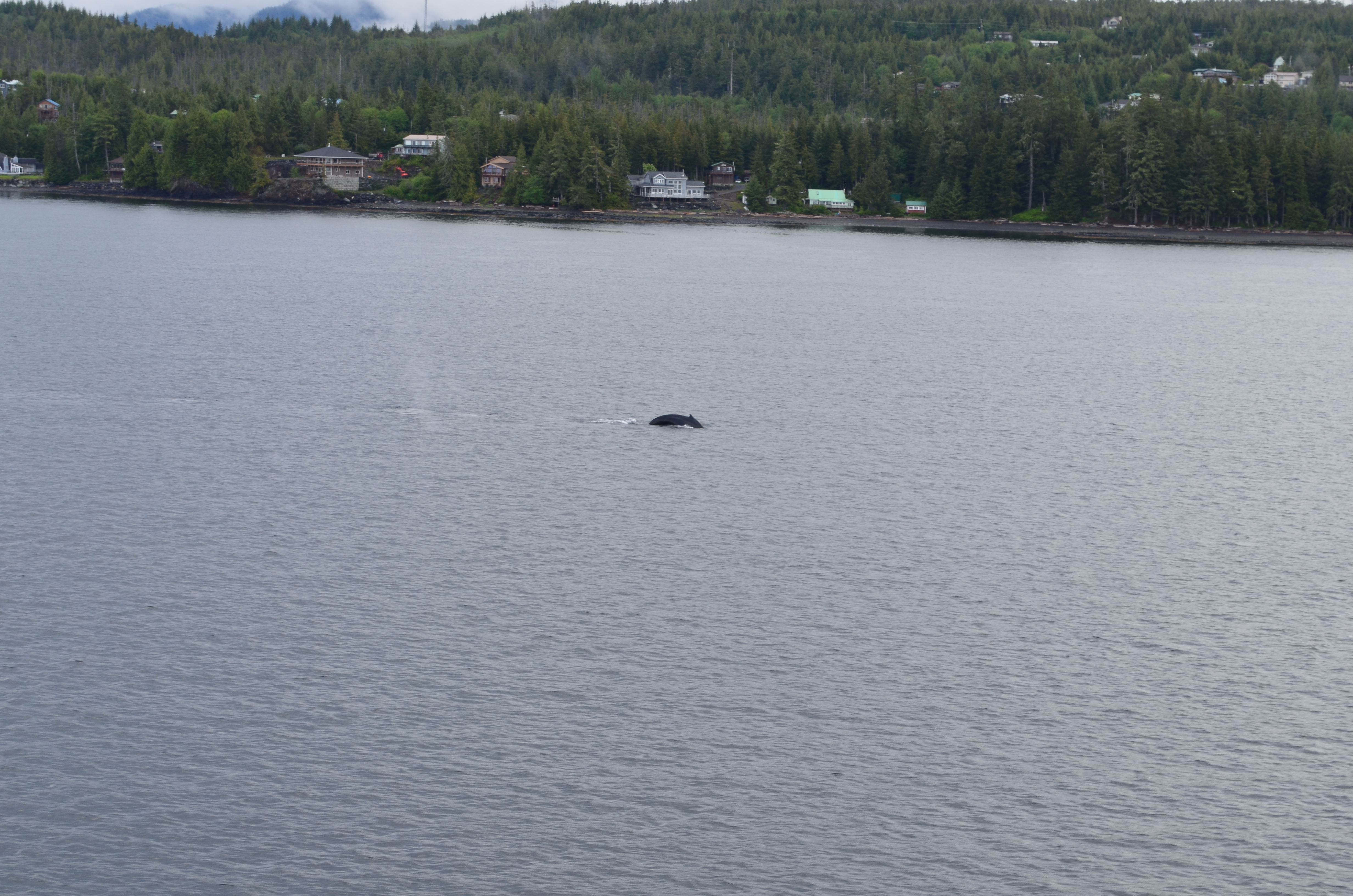 ./2017/08 - Alaska Cruise/11 - Ketchikan/DSC_0388.JPG